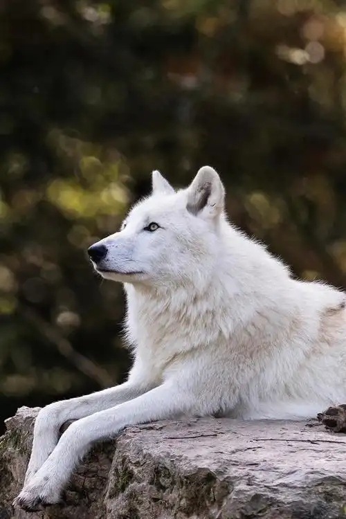 白狼休息,留下来,朦胧