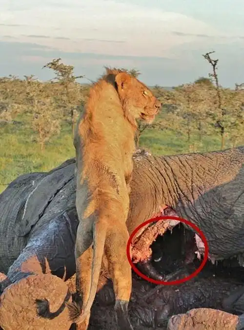 雄狮想要独占美食,低头一看,大象肚子里竟还藏着一只鬣狗