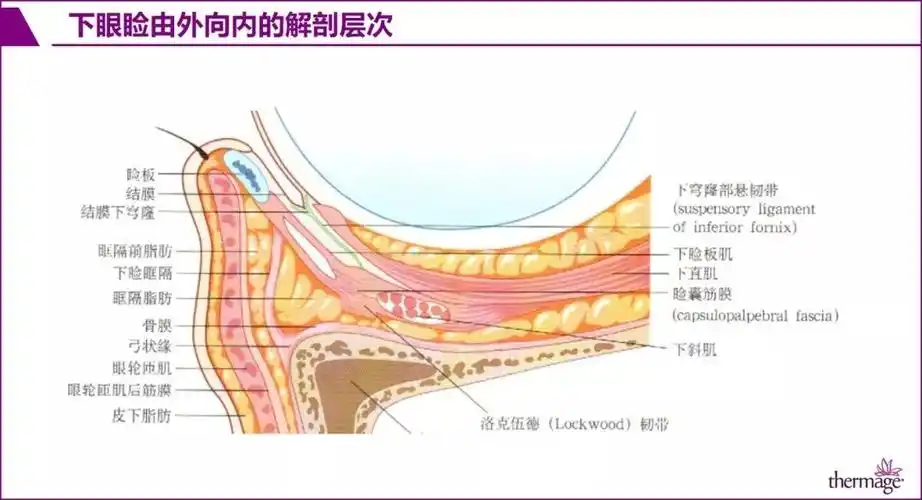 thermage眼部专项治疗眶部解剖基础转载