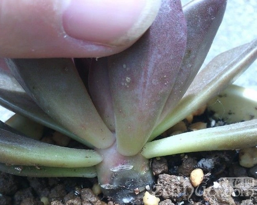 多肉植物黑腐症状以及处理方法