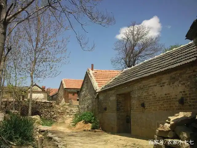 90后农村小伙回家创业租地种药材年收入十几万