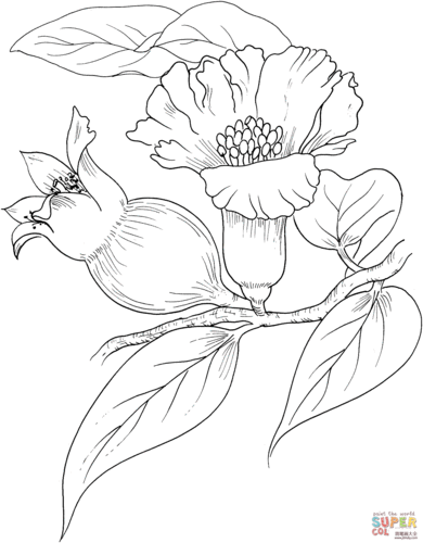 简单简笔画石榴花简笔画图片大全石榴花书签简笔画石榴花简笔画图片