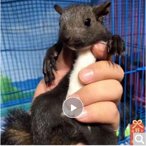 魔王松鼠幼崽1只(公母备注)