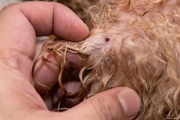 狗身上有跳蚤快速清除土方法