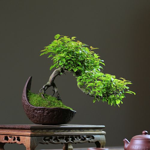 小叶雀梅盆c景悬崖造型提根老桩盆景庭院绿植室内桌面植物客厅摆