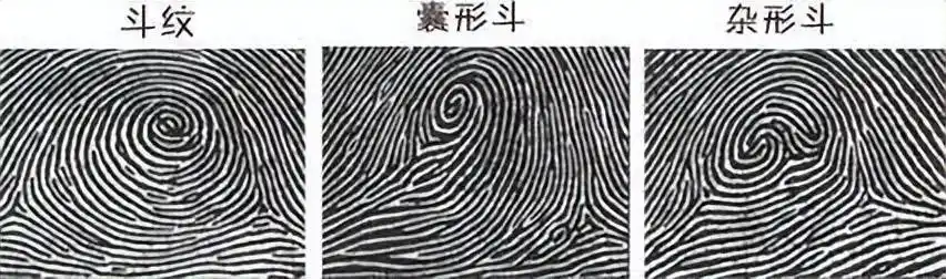 78 斗纹:大致上圆圈型的指纹,通常为n个同心圆组成,也有双斗纹,螺旋
