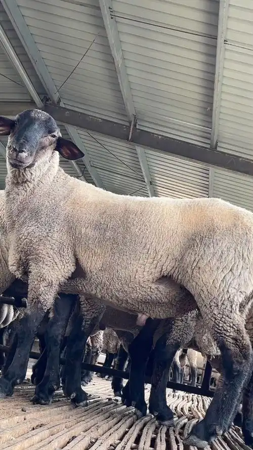 萨福克种公羊,大体型肉羊品种羊,南方北方都可以养圈养放养都可以