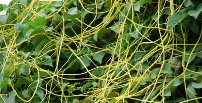 千丝万缕黄金藤兔子吃了会发情何况人乎