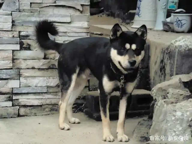 以前山区小孩子上学,一路上最好的伙伴除了同行伙伴,还有一位