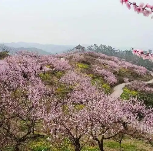 重庆永川圣水湖桃花岛:我在这儿等着您到来 看那桃花开