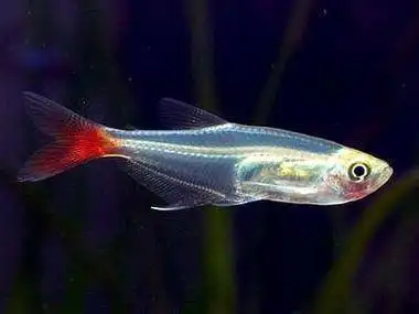 红尾玻璃灯鱼