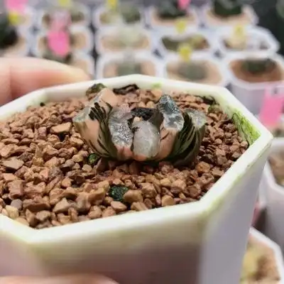 狮子舞玉扇多肉植物