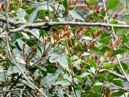 台湾特有种的大叶桑寄生