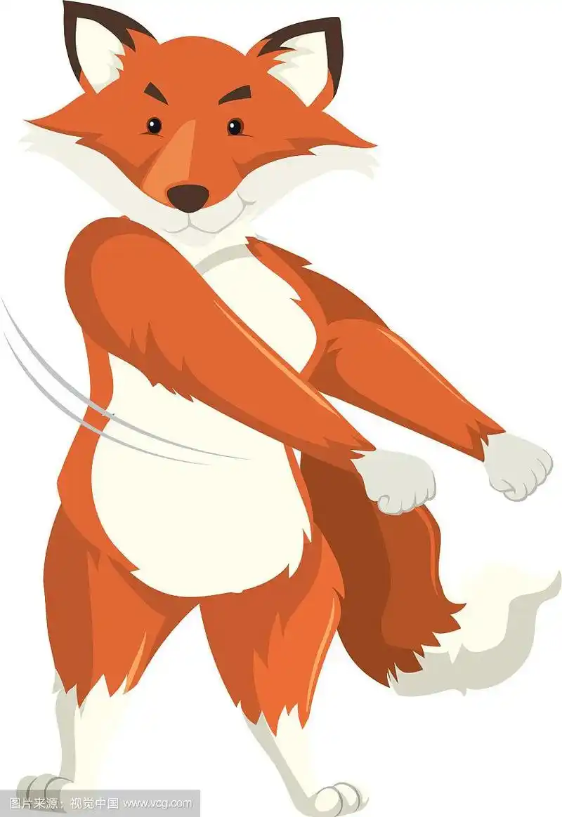 一只狐狸在白色的背景上跳舞