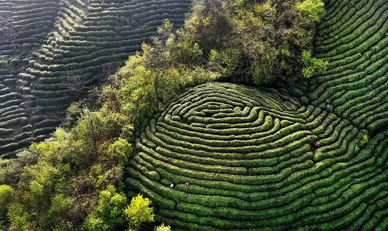 陕西勉县高山茶园生态美茶旅融合促振兴