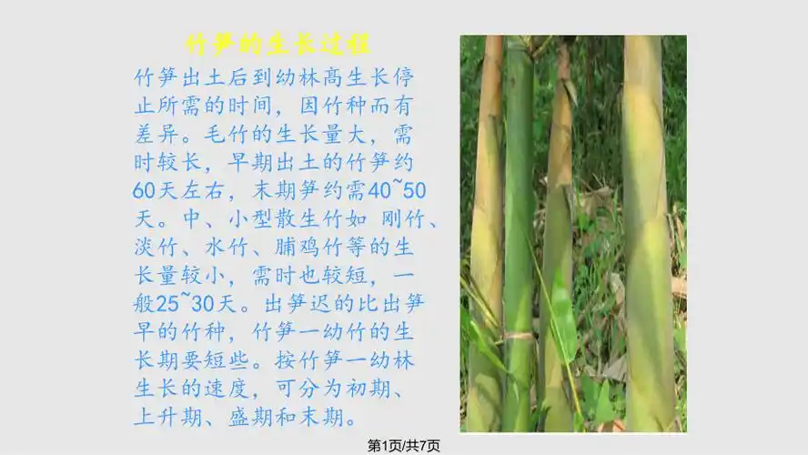 竹笋生长过程图解ppt课件