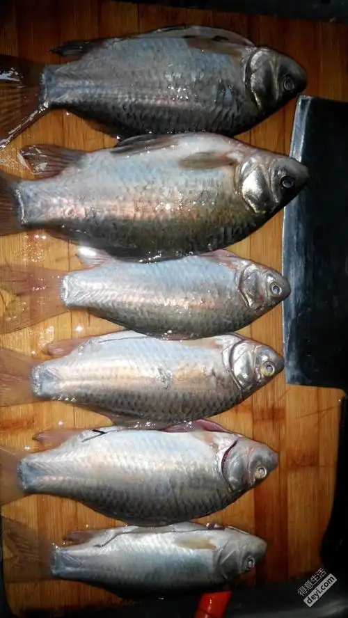 昨天一下午就钓了六条鱼