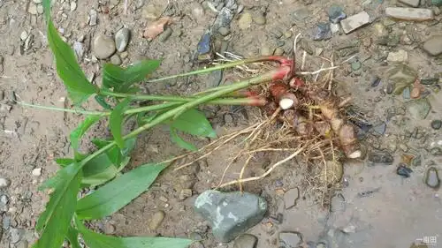 高良姜别名会是什么呢