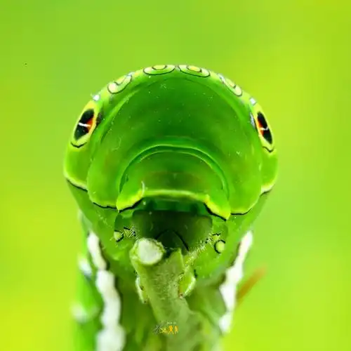 【花椒凤蝶幼虫】-神堂峪 幼虫时期 幼虫体长45mm左右,黄绿色,后胸背