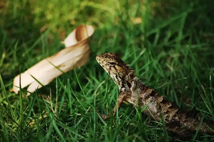 四只脚的鸟——蜥蜴