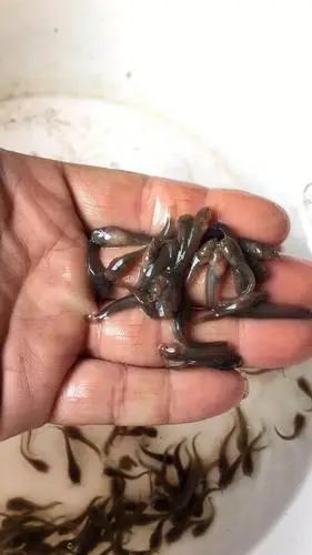 埃及塘鲺埃及鲶鱼苗大量供应埃及苗