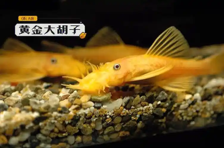 (人工培育后有红眼和大帆的变种)[红书r]黄金大胡子成鱼体长11cm左右