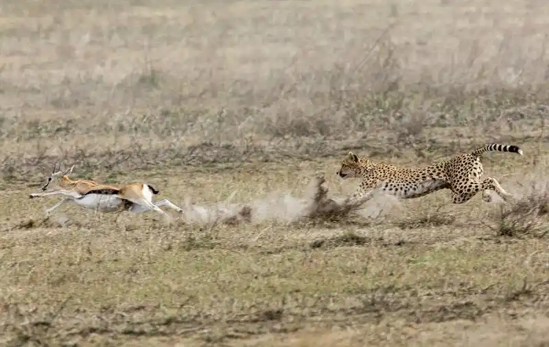 矫健猎豹狂追羚羊上演终极猎杀
