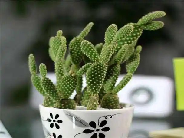 仙人掌的花语是什么 仙人掌象征与寓意千万别送错人