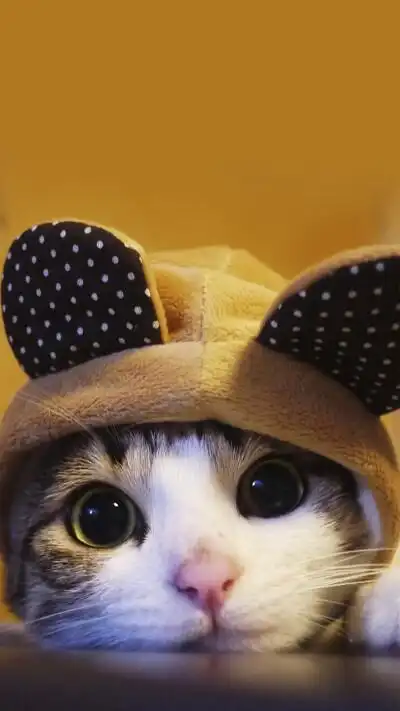 微博壁纸集-萌萌宠物系列手机壁纸★【新浪微博:高清无水印iphone萌