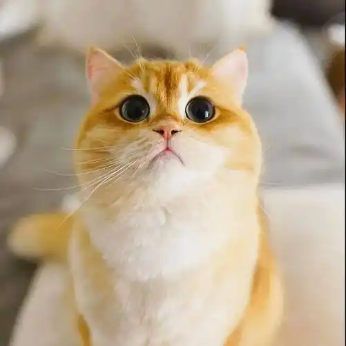 家有萌宠金渐层大脸猫这诱惑无法抵抗