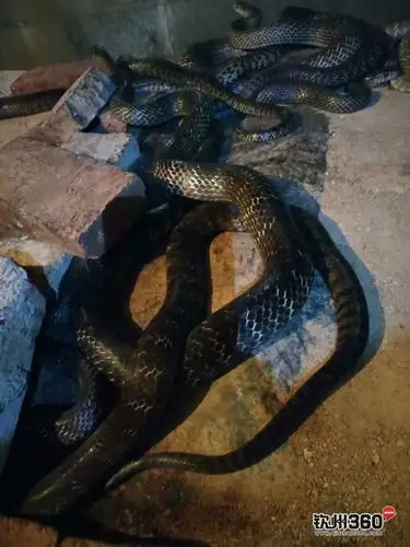本人长期出售水葎蛇,老蛇,煲汤首选,有须要的欢迎来电,13877775298