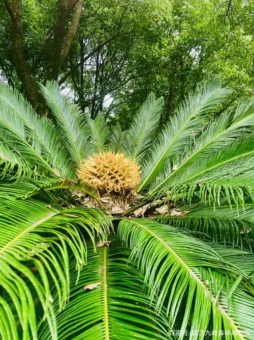 【植物百科】罕见!千年铁树竟开出了"牡丹"状的花