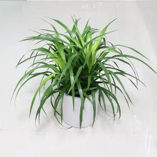 龙须树盆栽龙须铁龙须兰龙血树室内客厅大型盆栽绿植花卉 1米左右高.