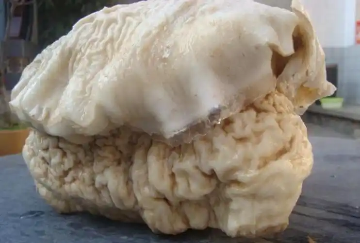 太岁是真实的生物太岁竟是真实生物