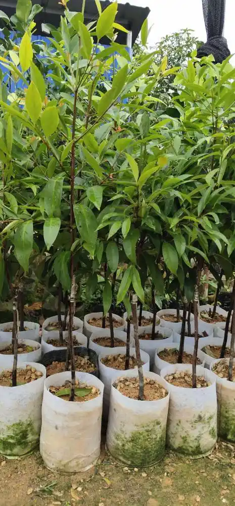 嫁接山竹苗黄金山竹岭南山竹苗产地货源