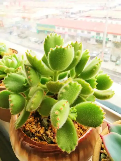 萌多肉之熊童子熊掌怎么养