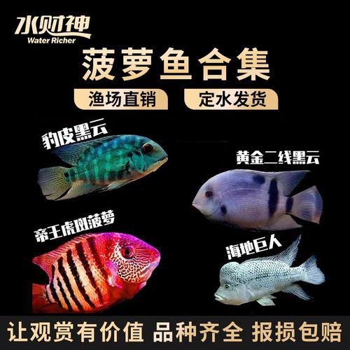 水财神(water richer)喷点菠萝钻石菠萝鱼虎斑菠萝绿巨人黑云大吉大利