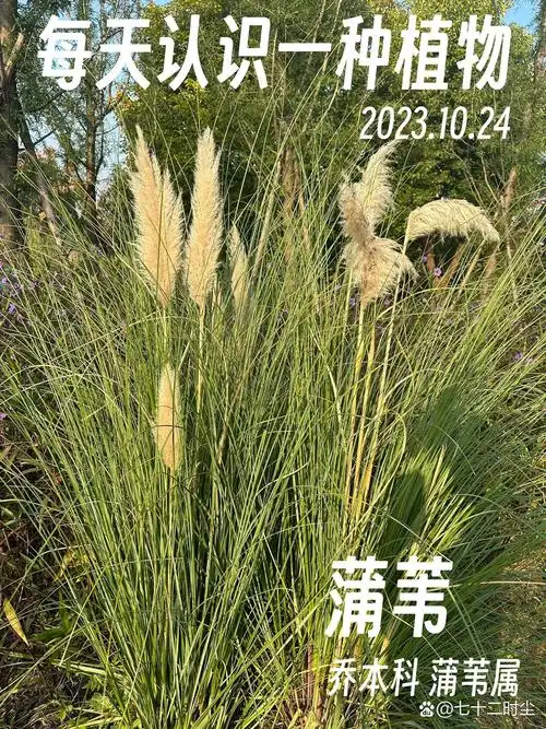 每天认识一种身边常见植物——蒲苇