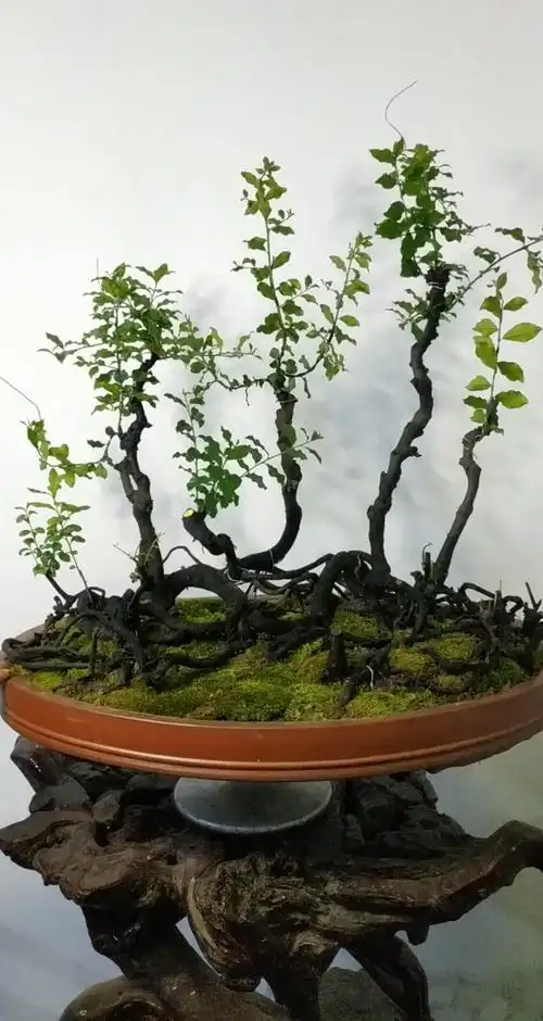 金弹子丛林老桩