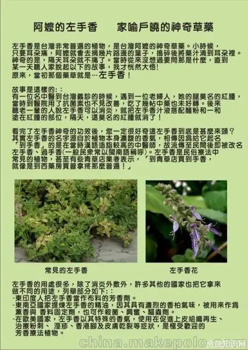 左手香的功效与作用