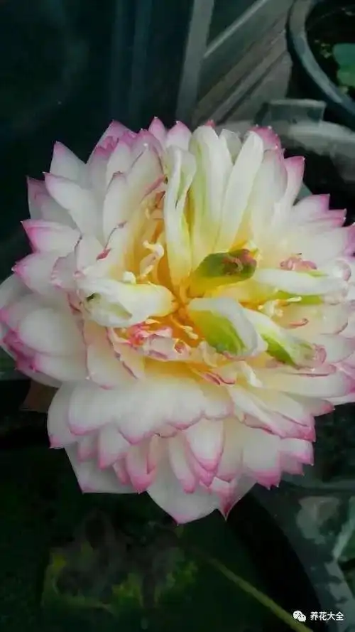 披针红30 小三色堇31 小桃红32 友谊牡丹莲33 重水华34 紫金莲35 桌上