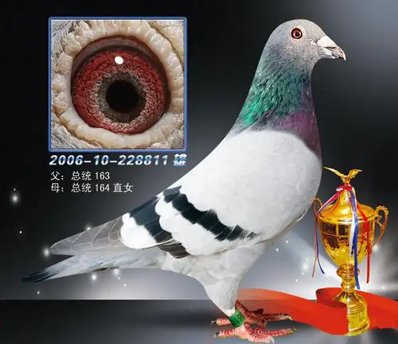 甘纳斯系人 气:17251次血 统:甘纳斯.总统号鸽友通:详细介绍chn2006