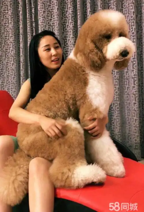 巨型泰迪,巨型泰迪多高,巨型泰迪多高