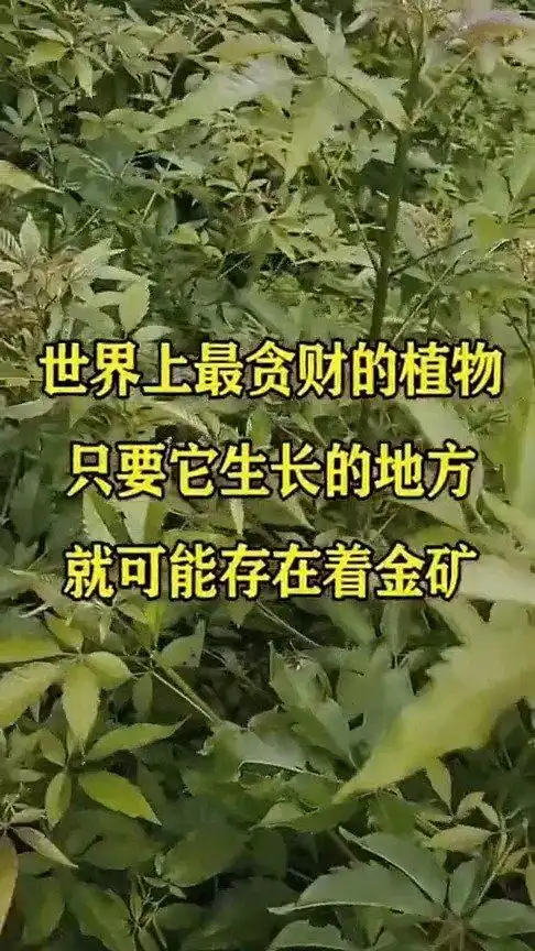 世界上最贪财的植物,只要它生长的地方,就可能存在着金矿!