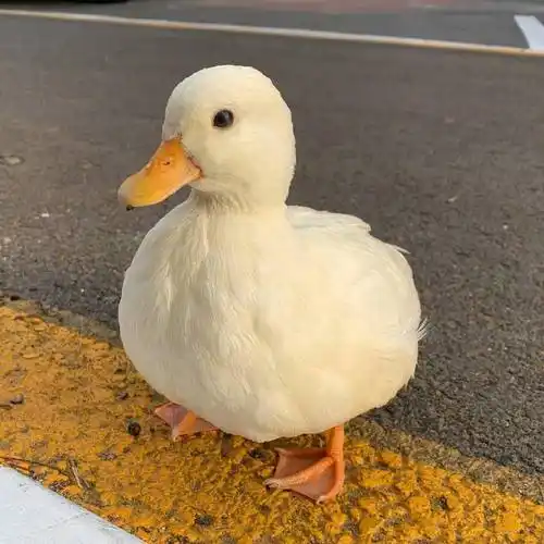 新的一天要开心鸭!_高清图集_新浪网