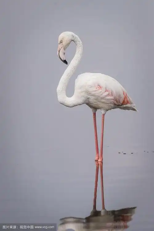 毛茸茸的白色的火烈鸟