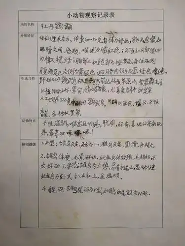 小动物观察记——牡丹鹦鹉