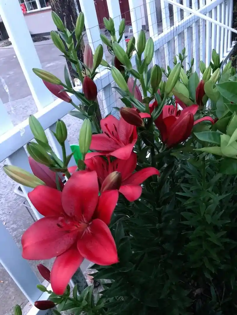 百合品种红妆第二年花量比第一年更大#抖音618好物节 #百合 - 抖音