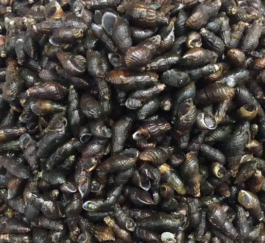 山坑螺:对水质要求高,儿时一晚捡几十斤,如今深山才有38元1斤