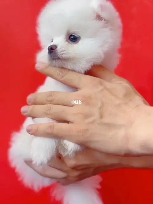 北京犬舍纯种茶杯犬小狗博美俊介犬幼犬